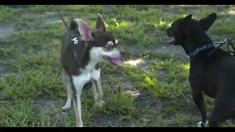 PETA urges CCSD to implement empathy curriculum after teen drowns dog