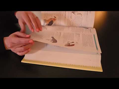 Page Chaos ASMR | Quick & Unpredictable Flipping Frenzy (No Talking)