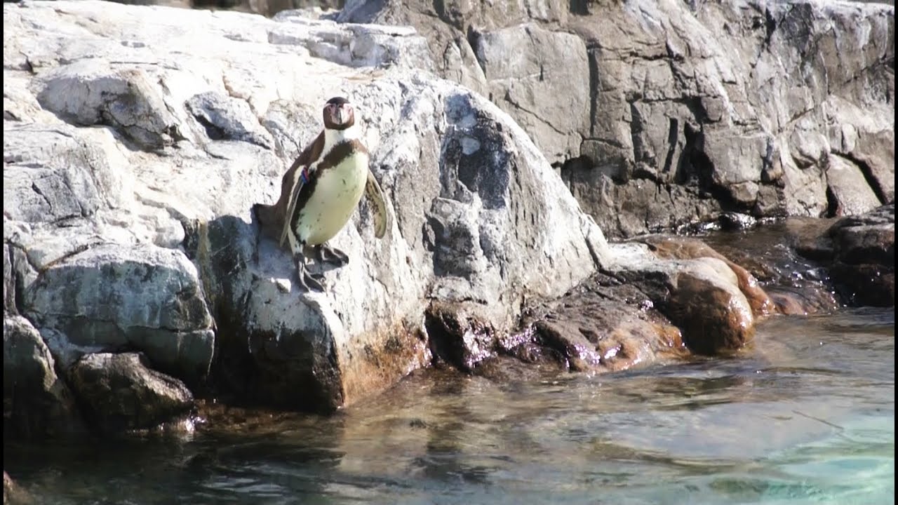 怖くて飛び込めないペンギン - YouTube