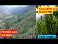 🍌🍌🍌 Como producir El cultivo de banano en nuestra vereda Camellón.