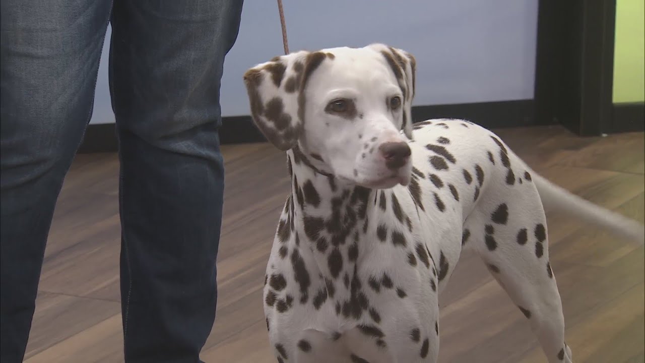 Ozarks Kennel Club YouTube