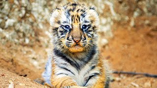 TIGER -  Trailer (2024)
