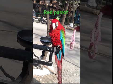 Beautiful Red Parrot | Pk IT Solution