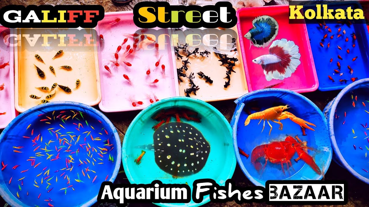 Aquarium Fishes Bazaar Kolkata Galiff Street Aquarium Fishes price