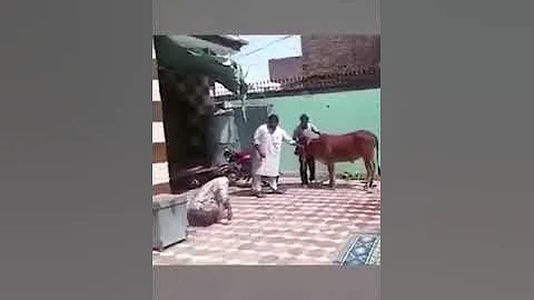 Как лягаются лошади