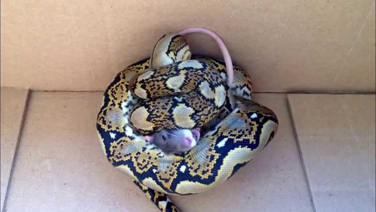Reticulated python feeding small rat - YouTube
