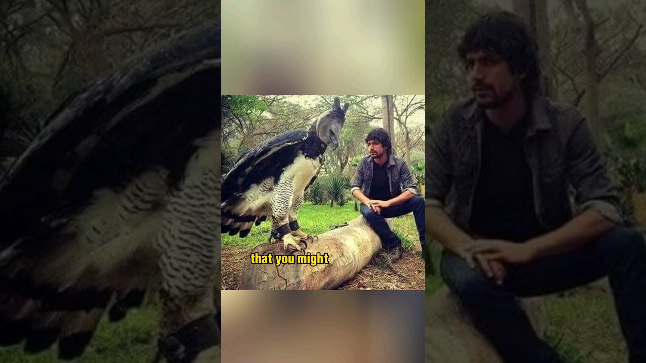 Sajad Shahi - Harpy (Official Music Video)