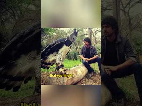 Video: Mwindaji Mkuu: Condor Bird