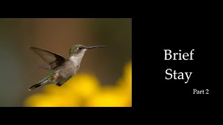 Brief Stay Part 2 -  Female Ruby-throated Hummingbird