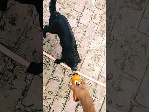 ছাগলের বাচ্চা দুধ খাচ্ছে