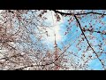 東京タワー🗼赤坂プリンス&bull;ホテルオークラ 九段下皇居千鳥ヶ淵緑道🌸
