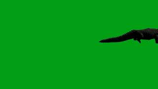 Crocodile Walking Green Screen Video Copyright Free
