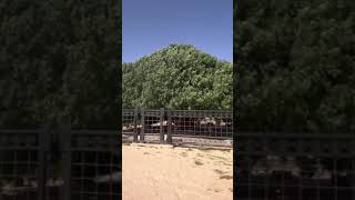 Sahabat Nabi yang masih hidup | Pohon Sahabi ❤️