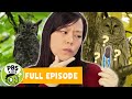 Owl Pellets and Their Investigation