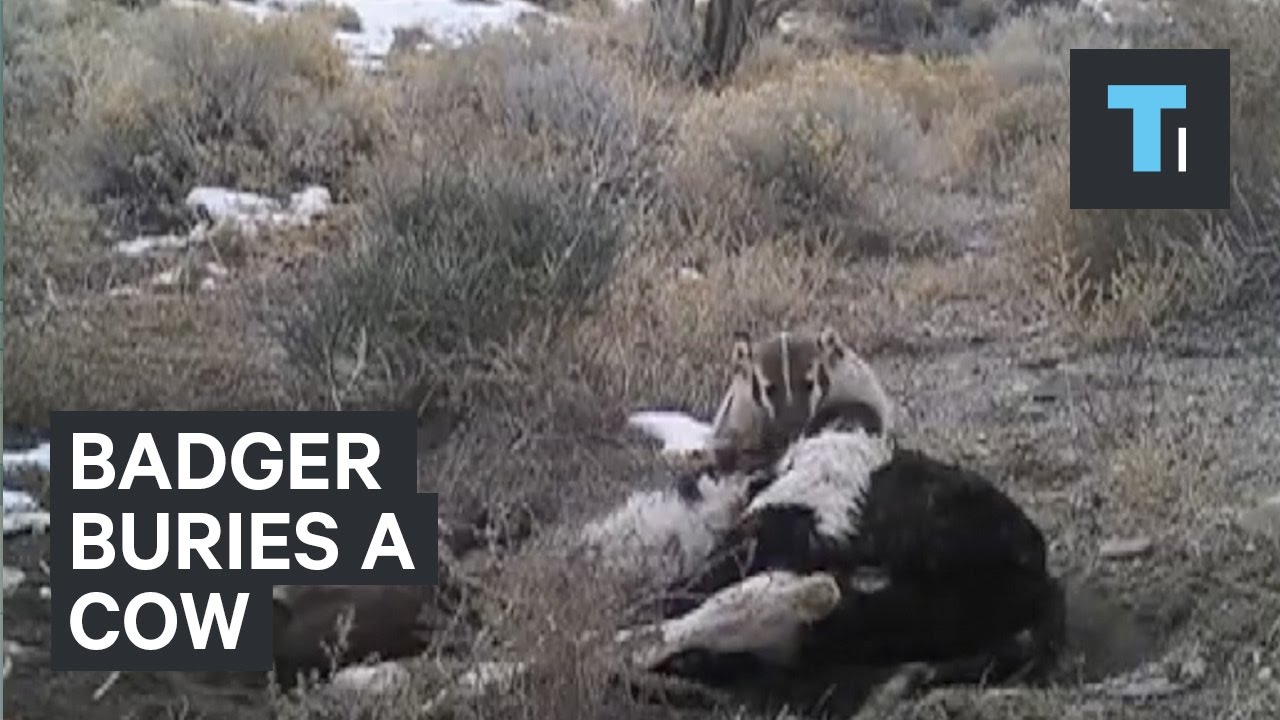 insider trading in india This amazing time-lapse shows a busy badger burying a cow carcass