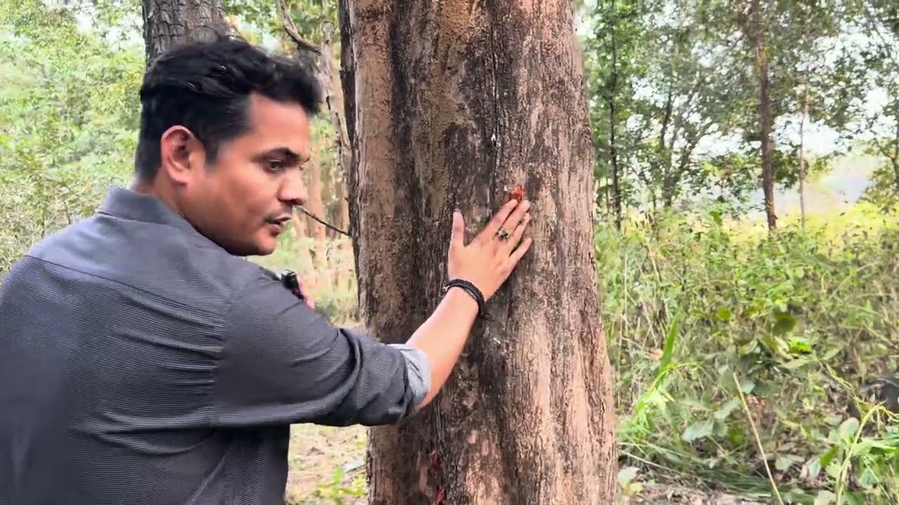 पेड़ों पर गोलियों के निशान चारों ओर पड़े ख़ून के धब्बे सुकमा मुठभेड़ की कहानियाँ बता रहे हैं #sukma 