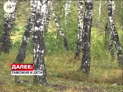 В Болотнинских лесах медведь охотится на домашних животных