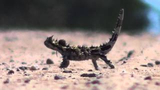 Mountain Devil