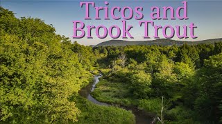 Tricos and Brook Trout / Fly Fishing Southern Tier NY