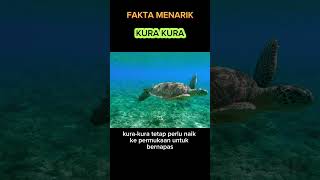 FAKTA MENARIK KURA KURA#faktamenarik #motivation #faktakurakura #kurakura