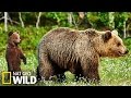 Les ours brun en alaska