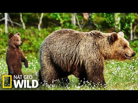 Vidéo: Les ours sont-ils actifs la nuit ?