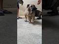 Dog evolution: #mastimoment  X #filabrasileiro  X #canecorso  #dog   #viral #viralvideo #shortvideo