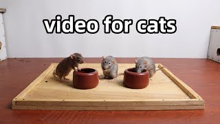 Cat TVrat for catcute videos for cats to watch