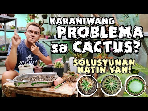 Video: Cristata Brain Cactus Care - Alamin Kung Paano Magpalaki ng Brain Cactus