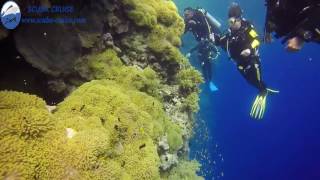 Daedalus-Red Sea Diving-Liveaboard-Scuba Safari