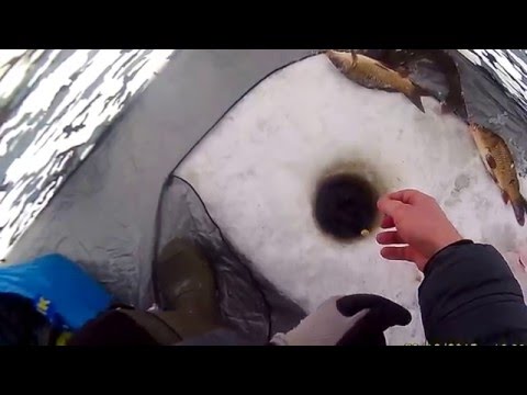 зимняя рыбалка сазан карп