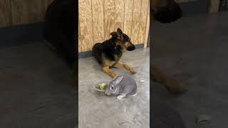 Bunny And German Shepherd &quot;Sting&quot; 20 Mo #Exposure @protectiondogsalesPDS