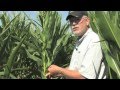 Ear Shake Test to Determine Corn Pollination Progress