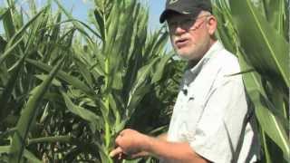 Ear Shake Test to Determine Corn Pollination Progress