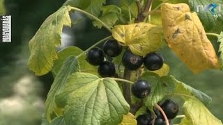 Magyaradás Feketeribizli-Termesztés