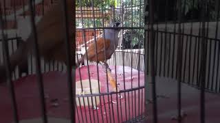 Download Lagu Poksay mantel gacor abis MP3