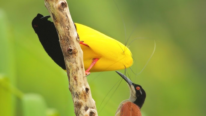 100 Burung dengan Warna Tercantik di Dunia - Twelve-wired Bird-of-Paradise