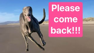 Greyhound first time on a beach off lead : Did she come back??!