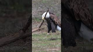 Bald Eagle Huge Branch He Can Not Carry