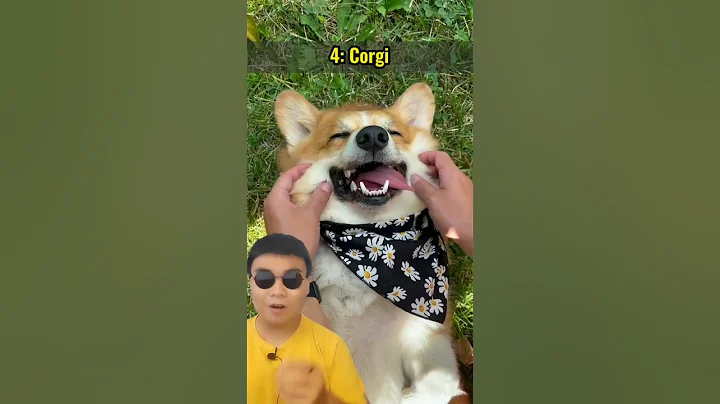 Nhà nhỏ thì nuôi chó gì ? #pet #dog #dcgr #huycorgi