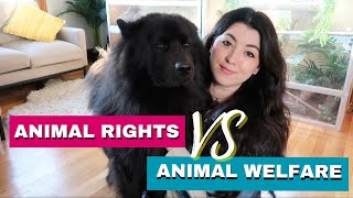 Animal Rights Vs Animal Welfare - What's the difference? by Emzotic 6,034 views 3 months ago 14 minutes, 28 seconds