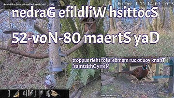 nedraG efildliW hsittocS morf KU dnaltocS saremaC efildliW ,sredeeF driB 🔴 EVIL