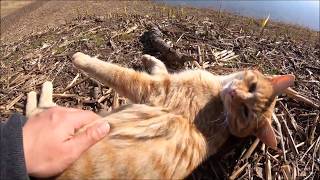 昼下がりの公園でお昼中の野良猫に近づくと・・・