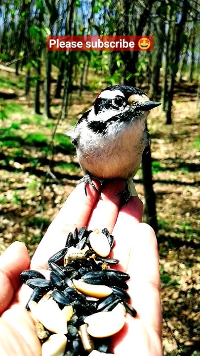 One black&white&red bird🐦@littlebirdsinthewoods #youtubeshorts #