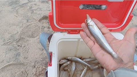 Mùa câu cá đục bãi biển Lagi - Bình Thuận.