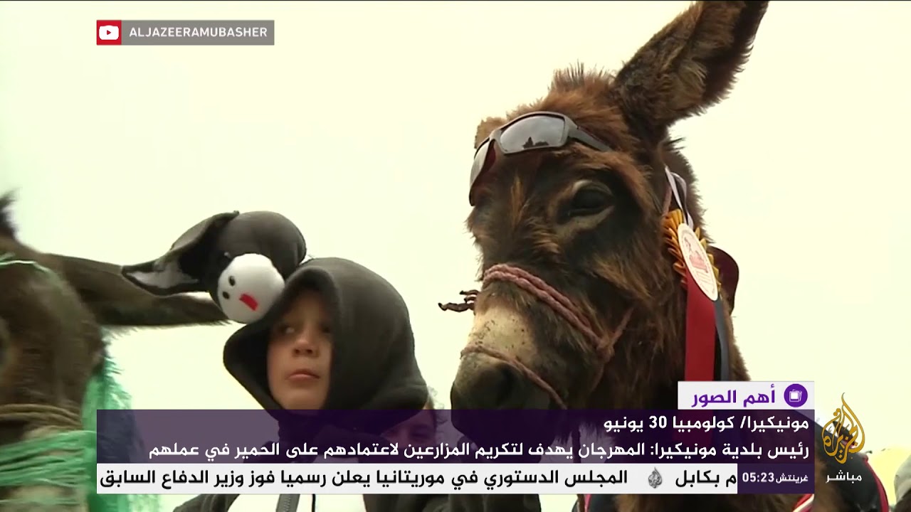 مهرجان سنوي للحمير في كولومبيا