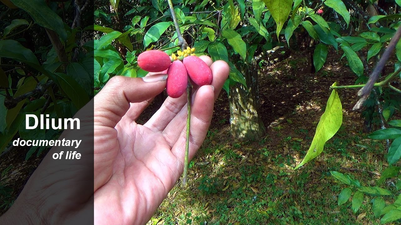 Melinjo (Gnetum gnemon) 