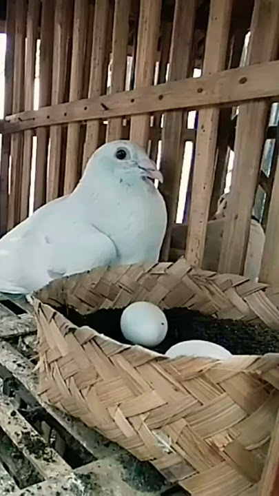 Manfaat Pasir Kali untuk Media Sarang Merpati Pos #pigeon #tipsmerpati #caramelatihmerpati #merpati