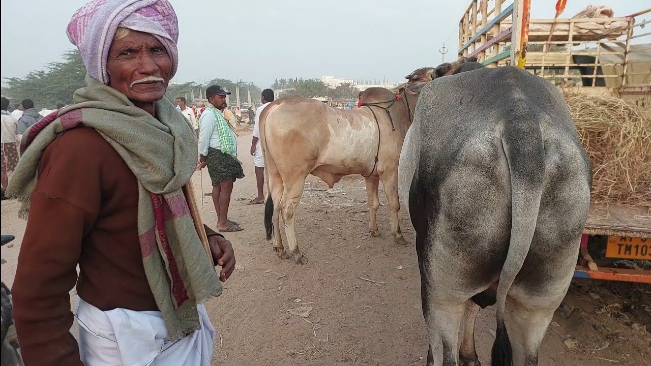 పెబ్బేరు శనివారం ఎద్దుల సంత | Pebbair Saturday Bulls market | Oxen prices | 10-01-2026 @purnafarms 