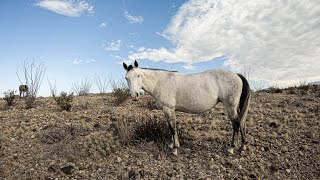 White Horse and Calf in Big Bend National Park! 🌵🤠🐴